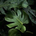 Hanging Flowers Room Decor: The Overlooked Fix for Flat, Lifeless Interiors
