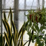 hanging indoor plants for home decoration: elevate your space without wasting a single square foot