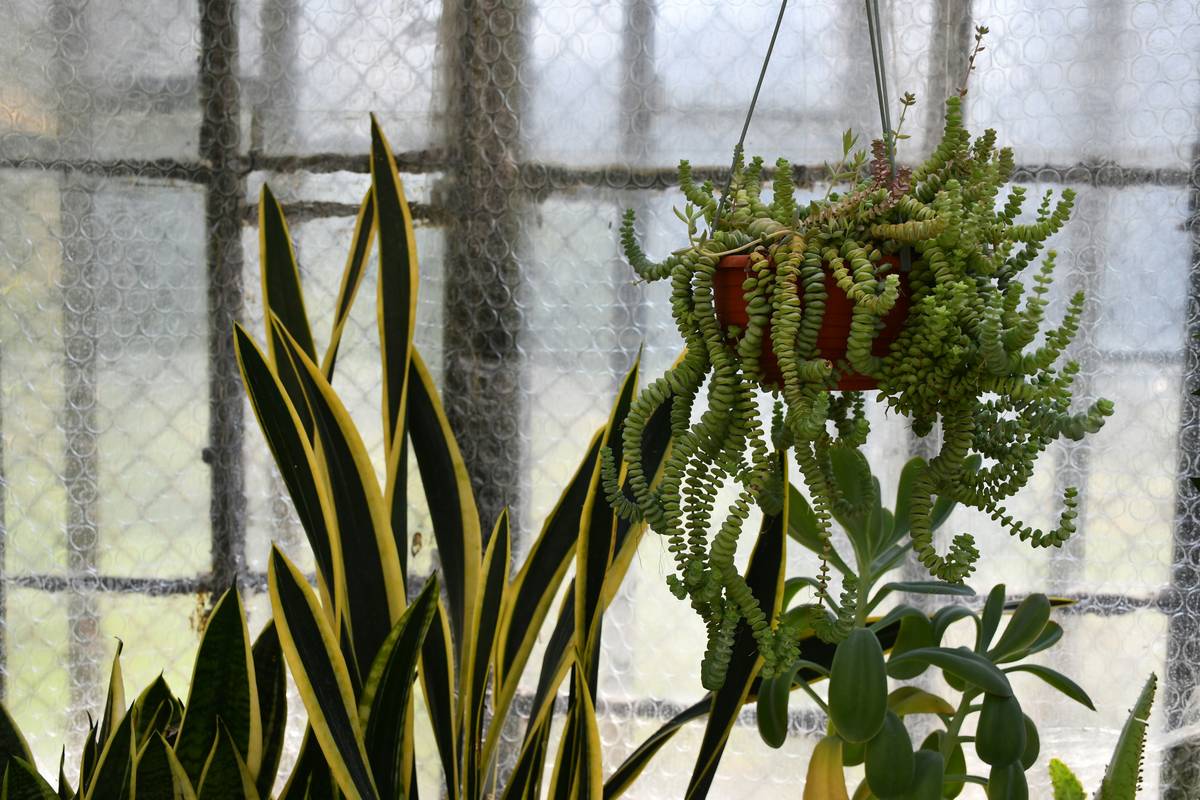 hanging indoor plants for home decoration: elevate your space without wasting a single square foot