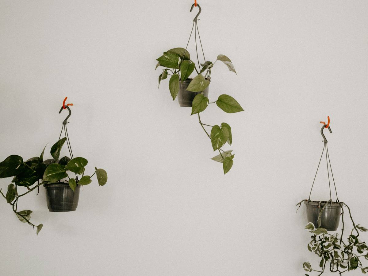 modern hanging indoor plants for home decoration arranged in staggered heights above a reading nook