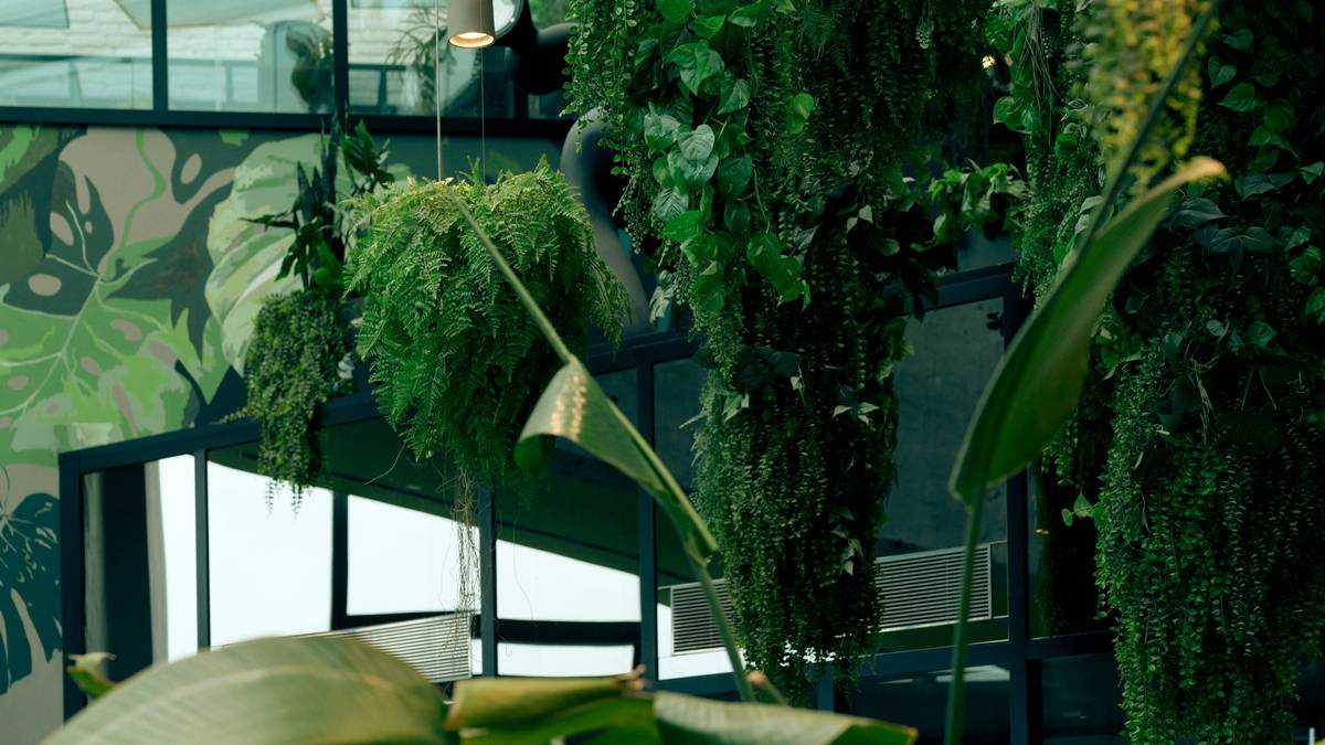 lush hanging indoor plants for home decoration in woven hangers near a sunlit window