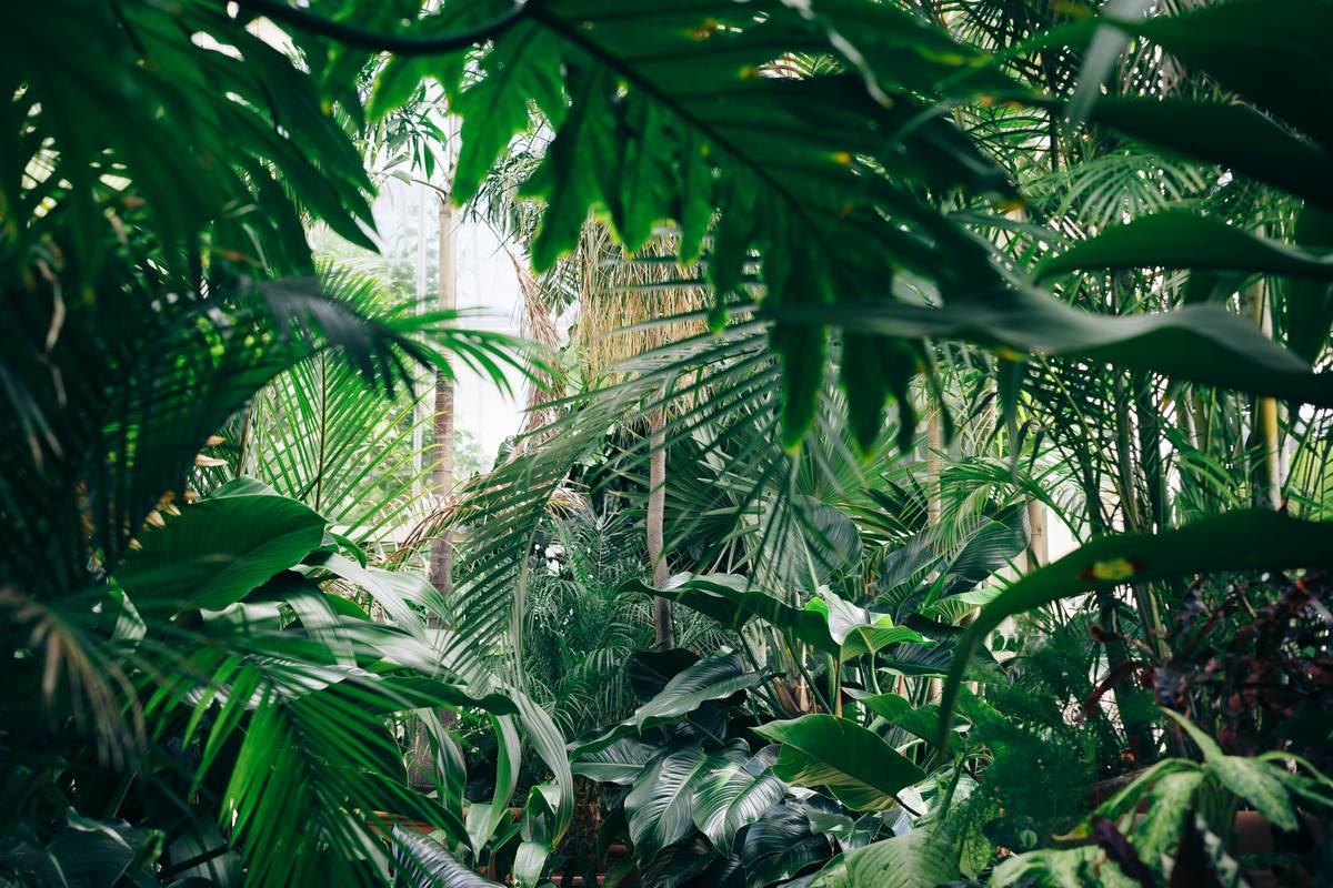 hanging plants room decor: The Overlooked Secret to Instant Indoor Elevation
