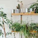 Natural Ambiance Hanging Plant How To: 7 Proven Tips to Avoid Costly Mistakes