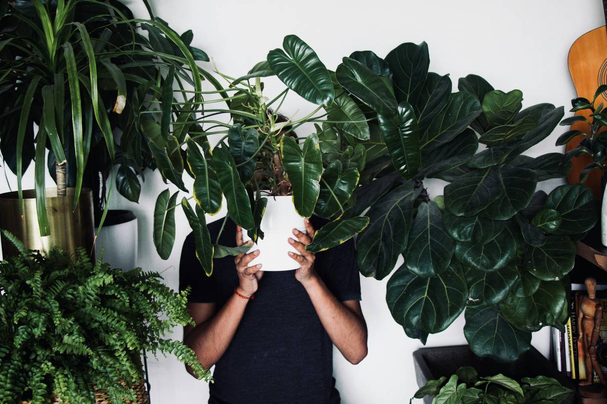 Where to Buy Hanging Plants at Home Depot (And Why Most People Pick the Wrong Ones)