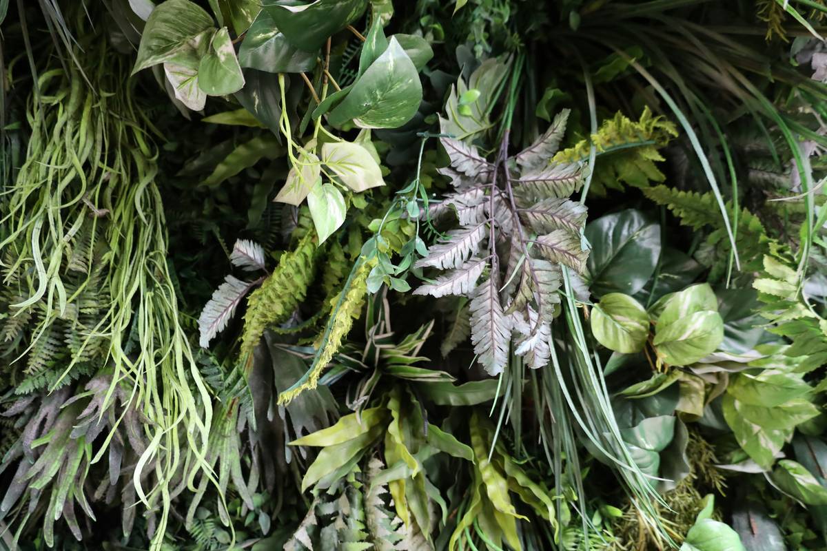 nearly natural hanging plants cascading from a wooden pergola with soft morning light