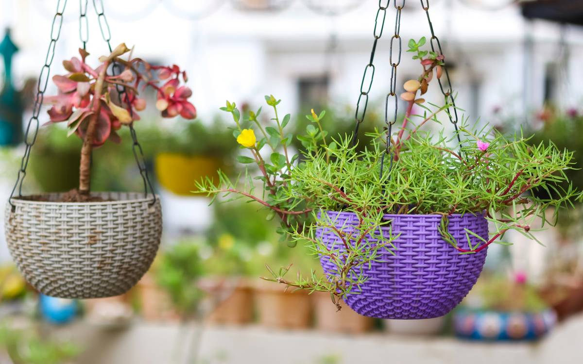 natural ambiance hanging plant outdoor easy: trailing pothos in woven basket on sunny porch railing