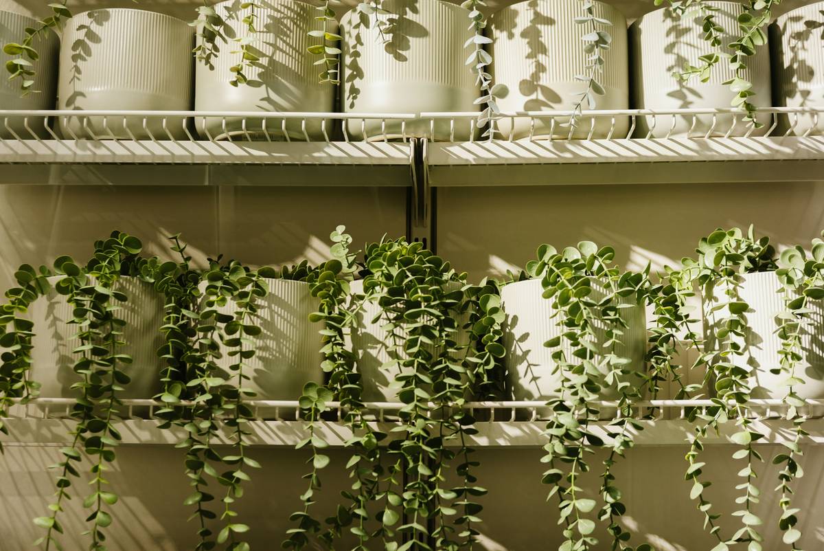 Hanging Plants Artificial Decor: 7 Proven Tips to Avoid Costly Mistakes