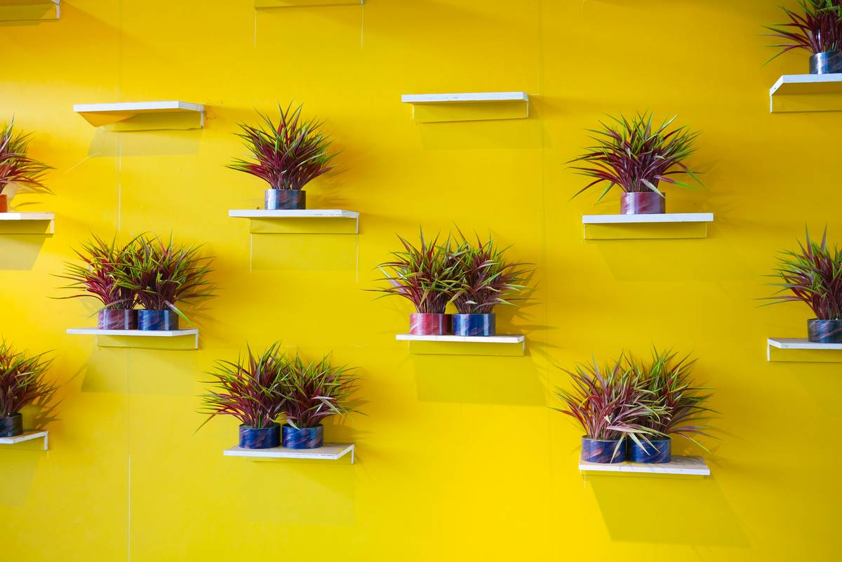 Hanging Wall Plants Decor: 7 Proven Tips to Avoid Costly Mistakes