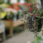 Indoor Plant Hanging Ideas: 7 Proven Ways to Avoid Costly Mistakes