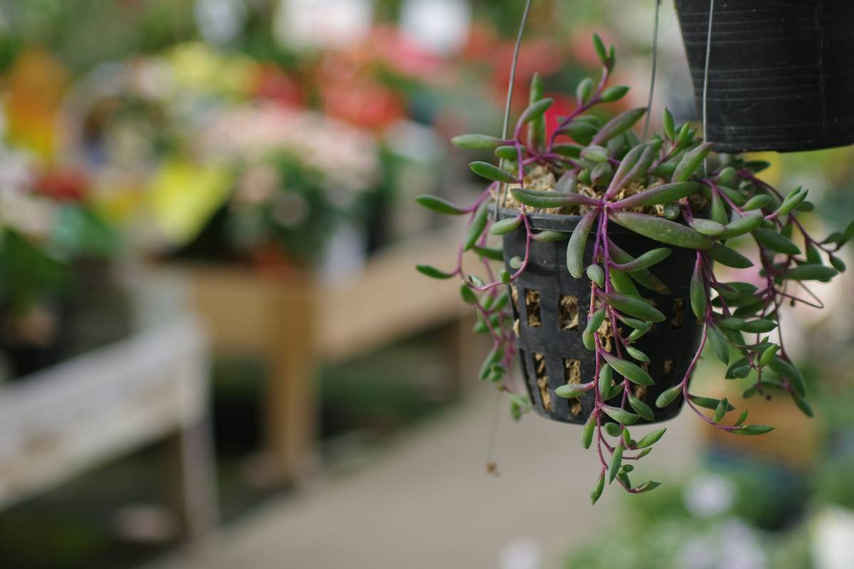 Indoor Plant Hanging Ideas: 7 Proven Ways to Avoid Costly Mistakes