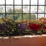 Natural Ambiance Hanging Plant Outdoor Easy: 7 Proven Ways to Create Effortless Garden Magic