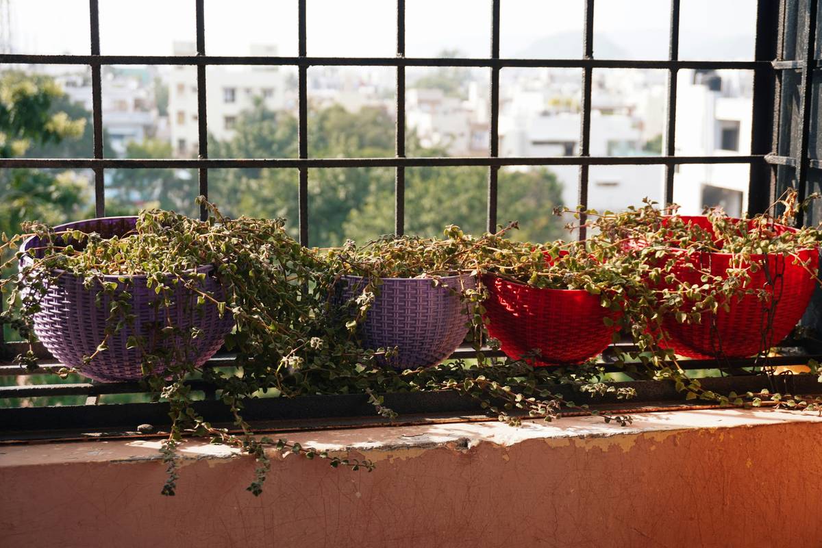 Natural Ambiance Hanging Plant Outdoor Easy: 7 Proven Ways to Create Effortless Garden Magic
