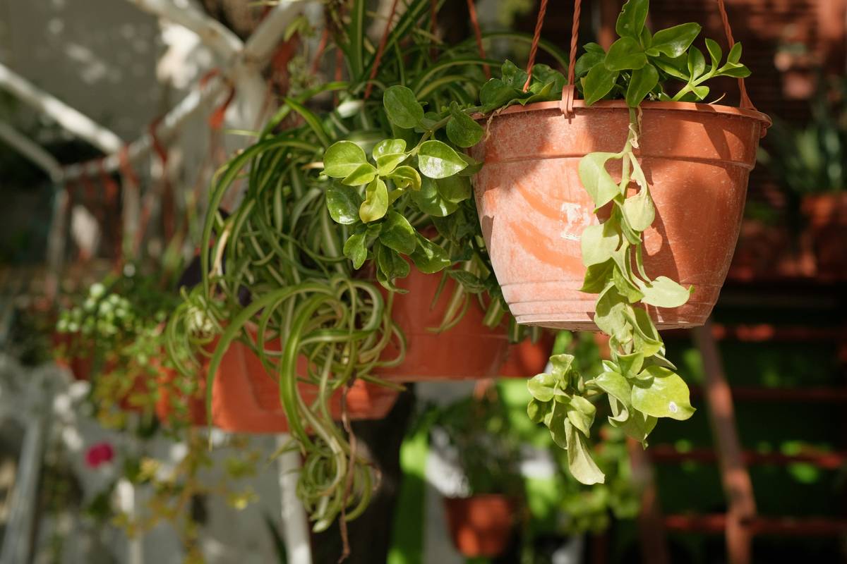 indoor plant hanging ideas featuring pothos in woven macrame hanger near sunlit window