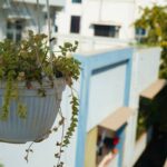 Hanging Plant Ideas Indoors: 7 Proven Tips to Avoid Costly Mistakes