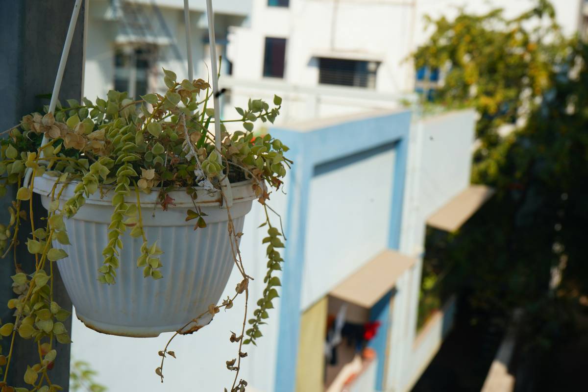 Hanging Plant Ideas Indoors: 7 Proven Tips to Avoid Costly Mistakes
