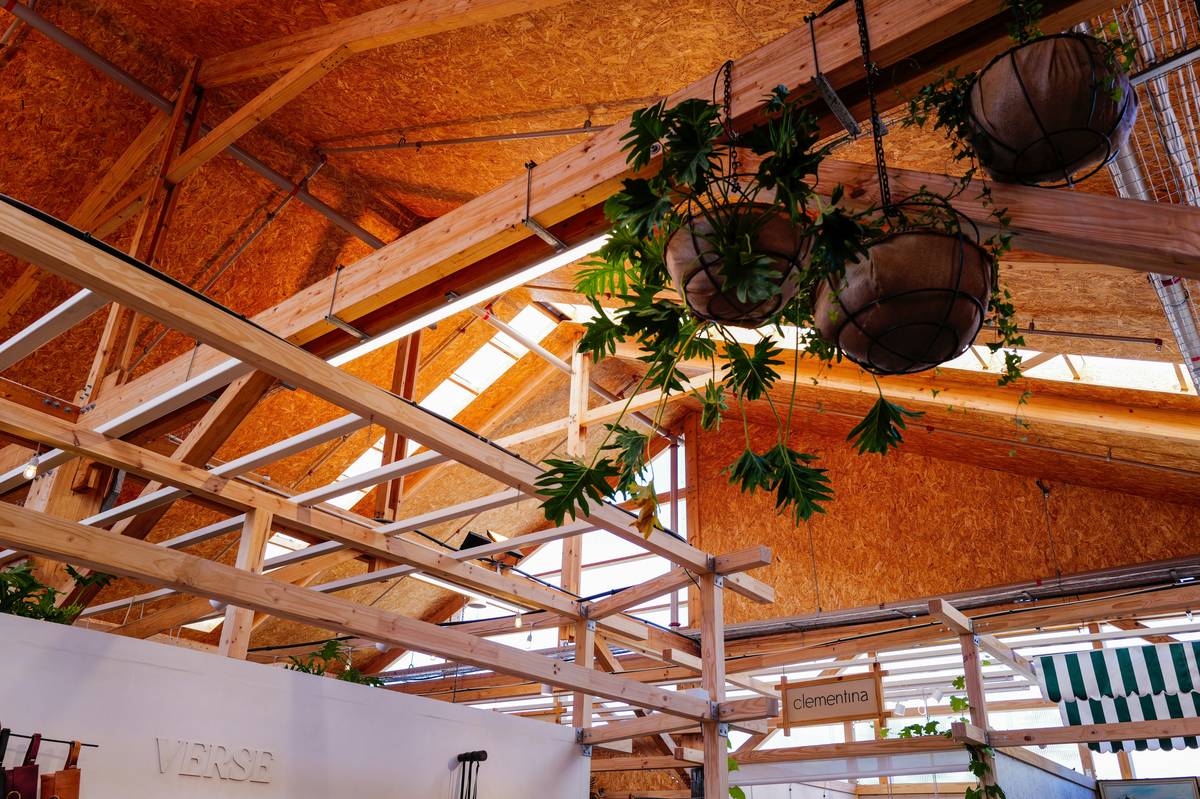 Hanging Plants in Room: 7 Proven Tips to Avoid Deadly Mistakes
