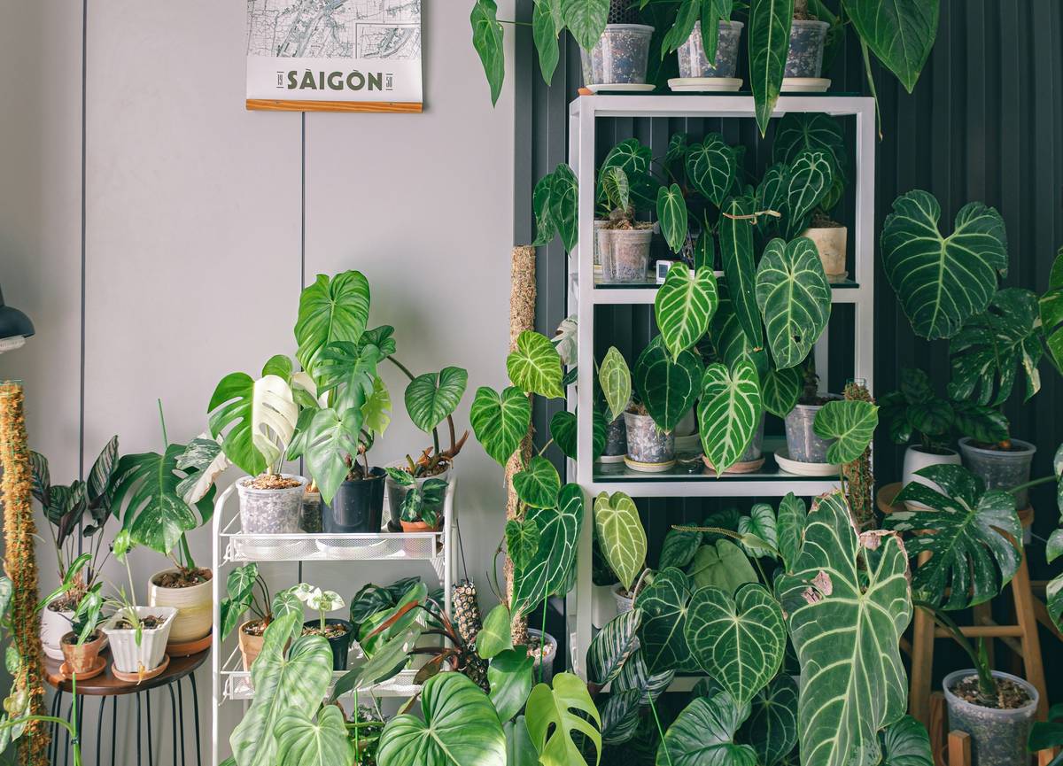 A curated collection of healthy home depot hanging plants indoor including variegated pothos, string of pearls, and golden pothos in woven hangers beside a sunlit window